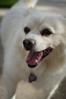 Dog photographed at Mizner Bark Dog Park on September 17, 2026