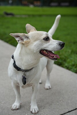 Dog photographed at Mizner Bark Dog Park on September 17, 2026