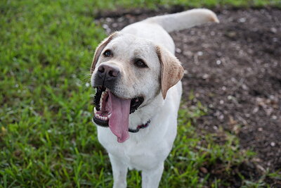 Jack photographed at Mizner Bark Dog Park on September 17, 2026