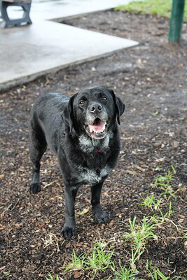 Dog photographed at Mizner Bark Dog Park on September 17, 2026