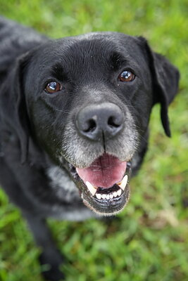 Jack photographed at Mizner Bark Dog Park on September 17, 2026