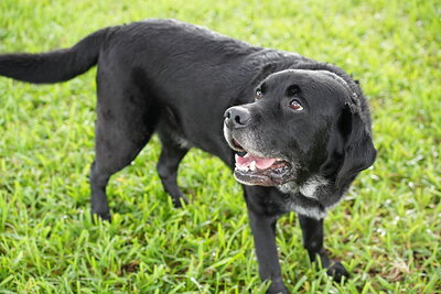 Jack photographed at Mizner Bark Dog Park on September 17, 2026