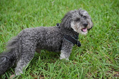 Dog photographed at Mizner Bark Dog Park on September 17, 2026