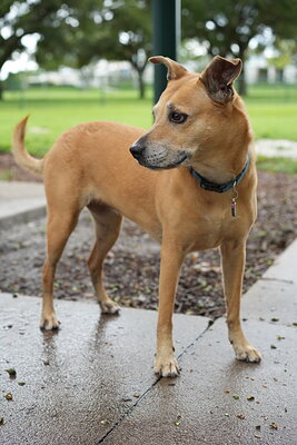 Dog photographed at Mizner Bark Dog Park on September 17, 2026