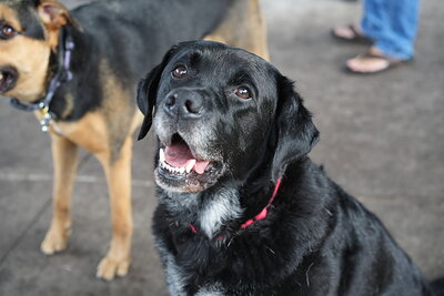 Jack photographed at Mizner Bark Dog Park on September 17, 2026