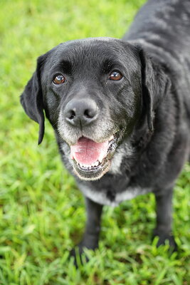 Jack photographed at Mizner Bark Dog Park on September 17, 2026