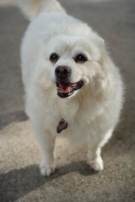 Dog photographed at Mizner Bark Dog Park on September 17, 2026