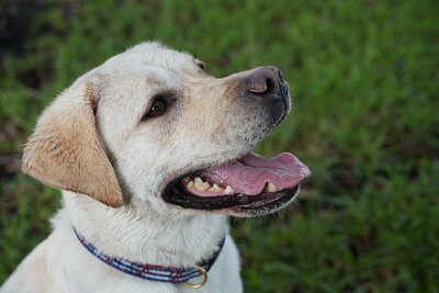 Jack photographed at Mizner Bark Dog Park on September 17, 2026
