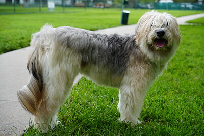 Dog photographed at Mizner Bark Dog Park on September 17, 2026