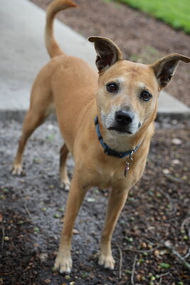 Dog photographed at Mizner Bark Dog Park on September 17, 2026