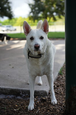 Ray photographed at Mizner Bark Dog Park on September 17, 2026