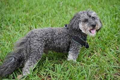 Dog photographed at Mizner Bark Dog Park on September 17, 2026