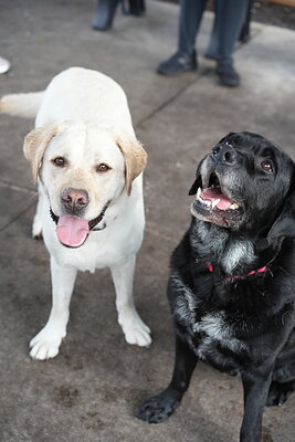 Jack photographed at Mizner Bark Dog Park on September 17, 2026