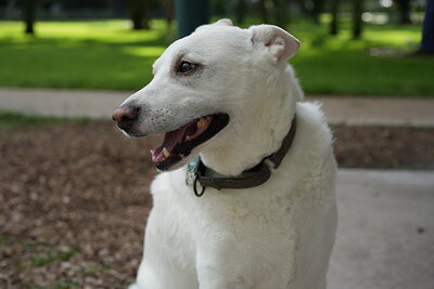 Ray photographed at Mizner Bark Dog Park on September 17, 2026