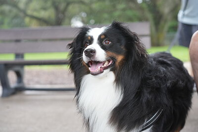 Dog photographed at Mizner Bark Dog Park on September 17, 2026