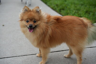Dog photographed at Mizner Bark Dog Park on September 17, 2026
