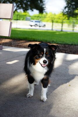Dog photographed at Mizner Bark Dog Park on September 17, 2026