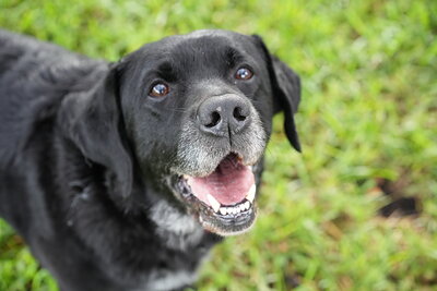 Jack photographed at Mizner Bark Dog Park on September 17, 2026