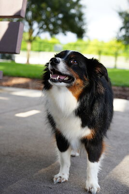 Dog photographed at Mizner Bark Dog Park on September 17, 2026