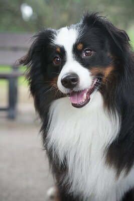 Dog photographed at Mizner Bark Dog Park on September 17, 2026