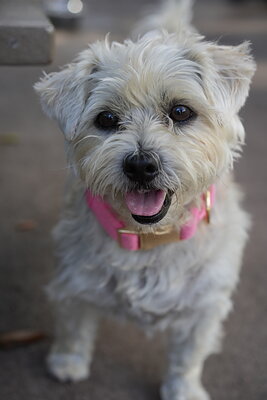 Dog photographed at Mizner Bark Dog Park on September 17, 2026