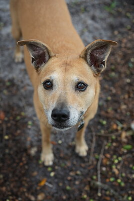 Dog photographed at Mizner Bark Dog Park on September 17, 2026