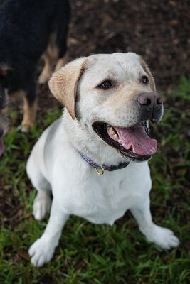 Jack photographed at Mizner Bark Dog Park on September 17, 2026