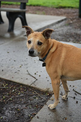 Dog photographed at Mizner Bark Dog Park on September 17, 2026