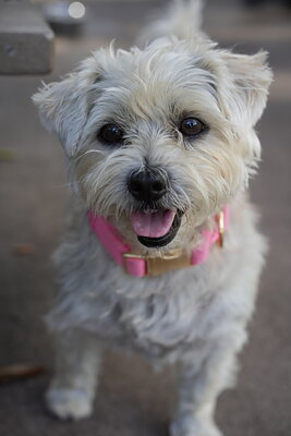 Dog photographed at Mizner Bark Dog Park on September 17, 2026