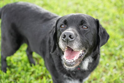 Jack photographed at Mizner Bark Dog Park on September 17, 2026