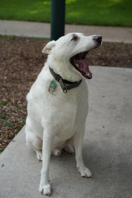 Ray photographed at Mizner Bark Dog Park on September 17, 2026