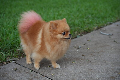 Dog photographed at Mizner Bark Dog Park on September 17, 2026