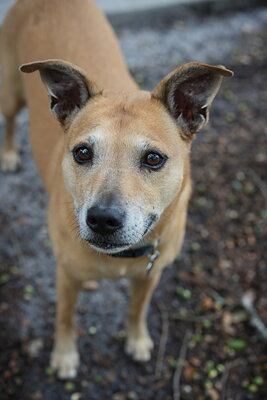 Dog photographed at Mizner Bark Dog Park on September 17, 2026