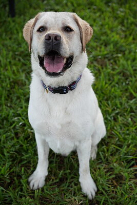 Jack photographed at Mizner Bark Dog Park on September 17, 2026