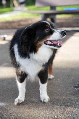 Dog photographed at Mizner Bark Dog Park on September 17, 2026