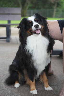 Dog photographed at Mizner Bark Dog Park on September 17, 2026
