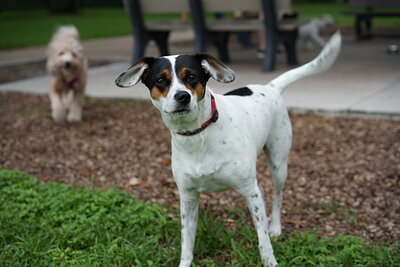 Dog photographed at Mizner Bark Dog Park on September 17, 2026