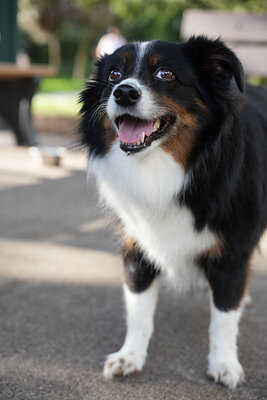 Dog photographed at Mizner Bark Dog Park on September 17, 2026