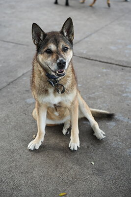 Dog photographed at Mizner Bark Dog Park on September 17, 2026