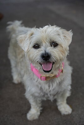 Dog photographed at Mizner Bark Dog Park on September 17, 2026