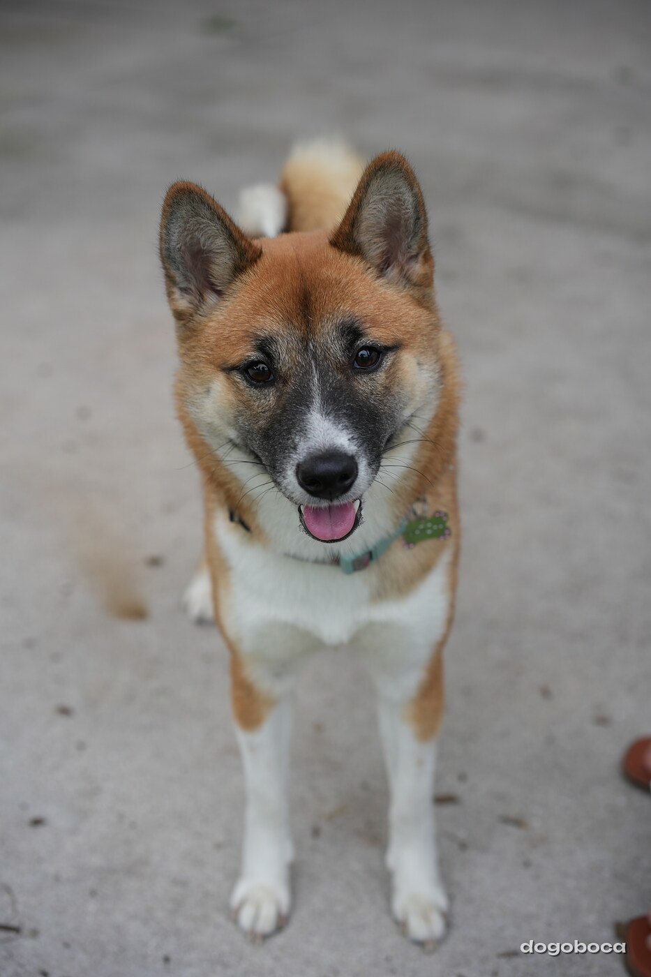 Matcha Shiba photographed at Mizner Bark Dog Park on September 24, 2026