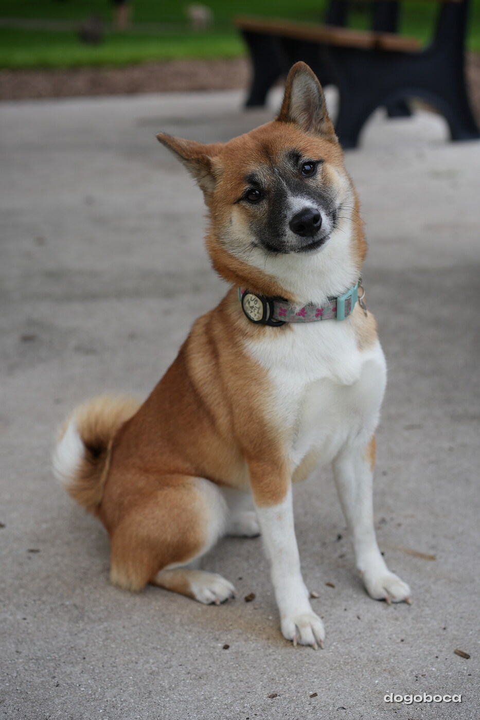 Matcha Shiba photographed at Mizner Bark Dog Park on September 24, 2026