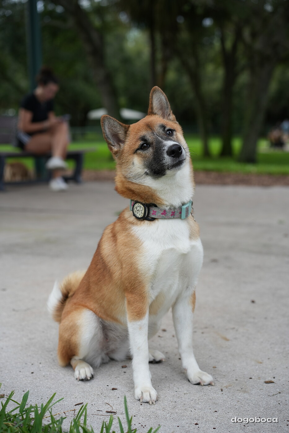 Matcha Shiba photographed at Mizner Bark Dog Park on September 24, 2026