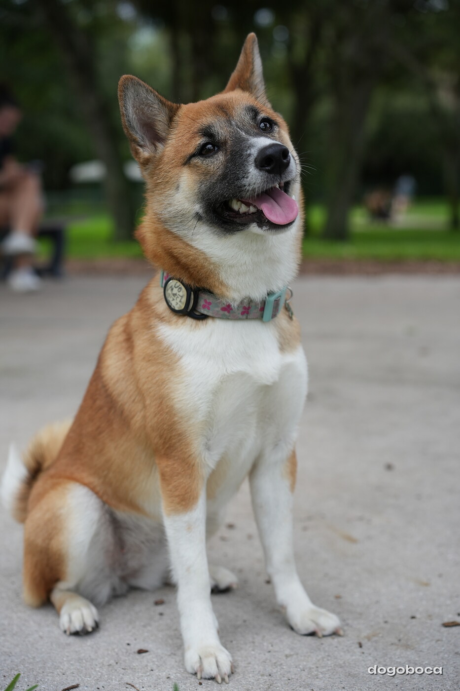Matcha Shiba photographed at Mizner Bark Dog Park on September 24, 2026