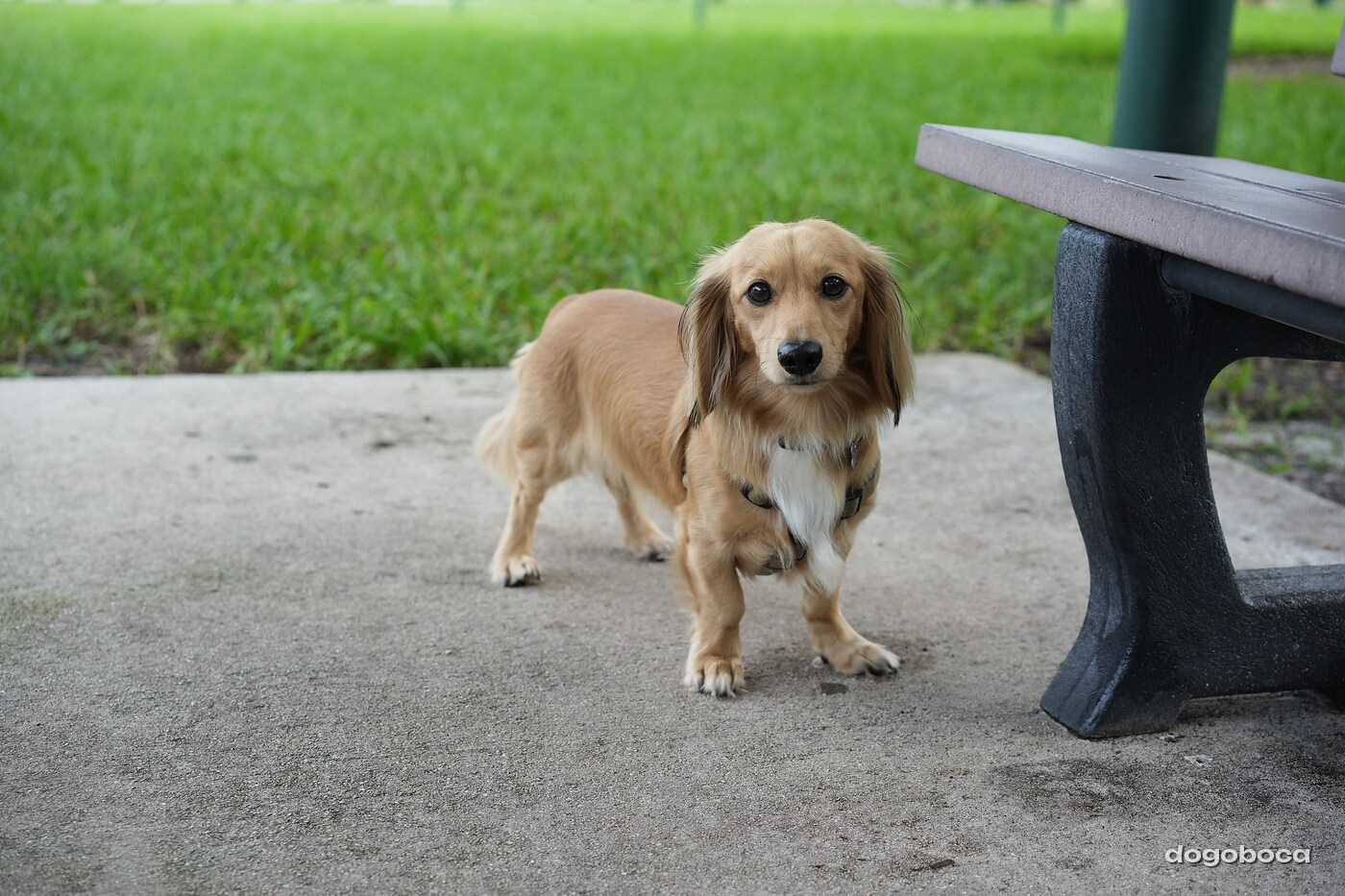 Dog photographed at Mizner Bark Dog Park on September 24, 2026