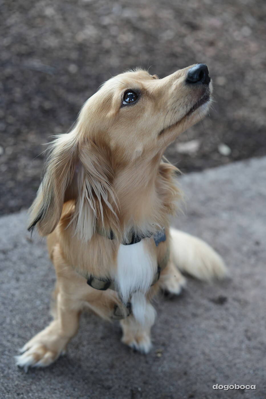 Dog photographed at Mizner Bark Dog Park on September 24, 2026