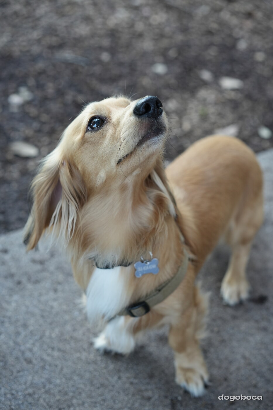 Dog photographed at Mizner Bark Dog Park on September 24, 2026