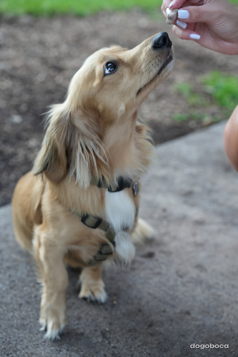Dog photographed at Mizner Bark Dog Park on September 24, 2026