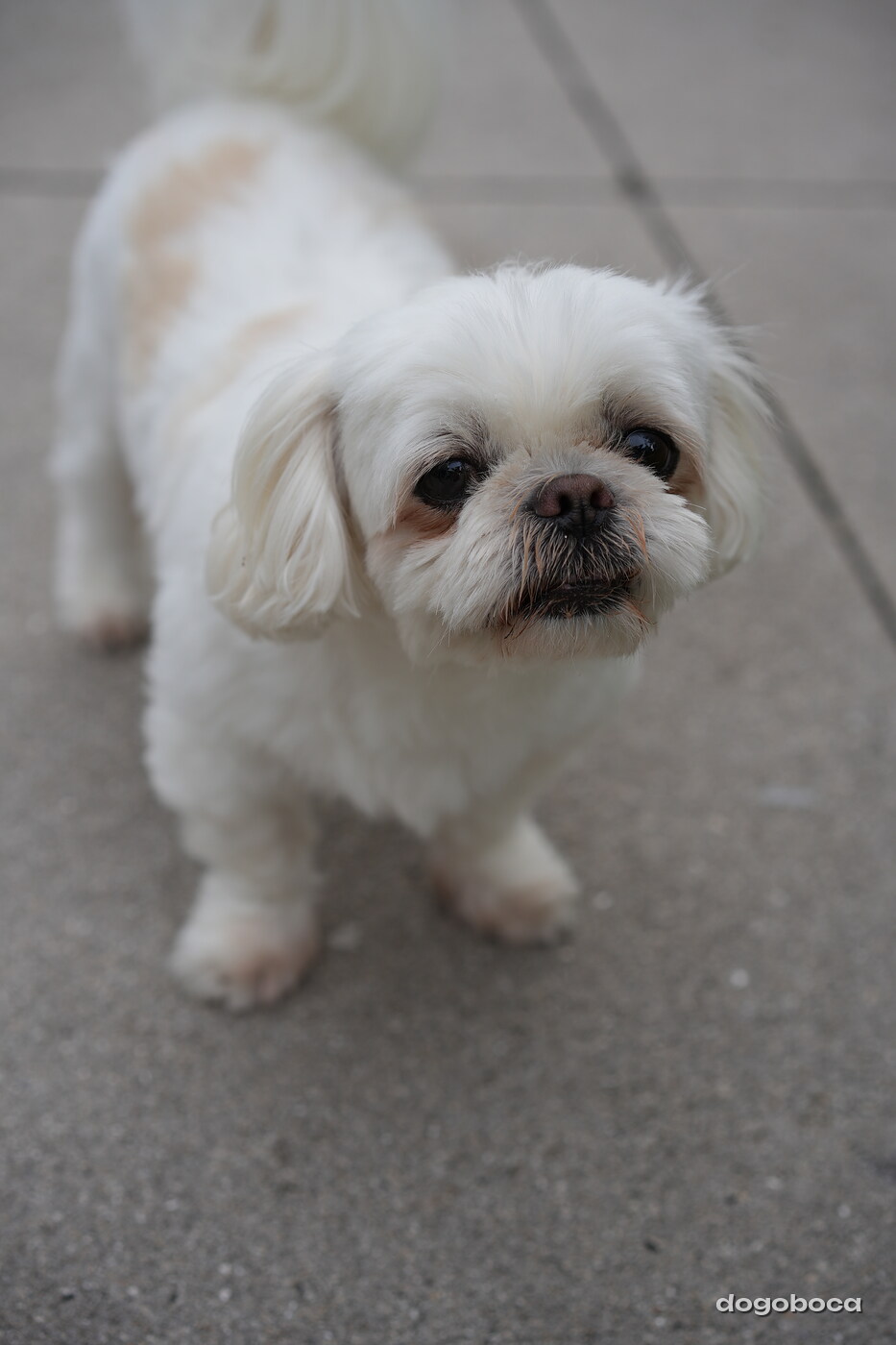 Dog photographed at Mizner Bark Dog Park on September 24, 2026