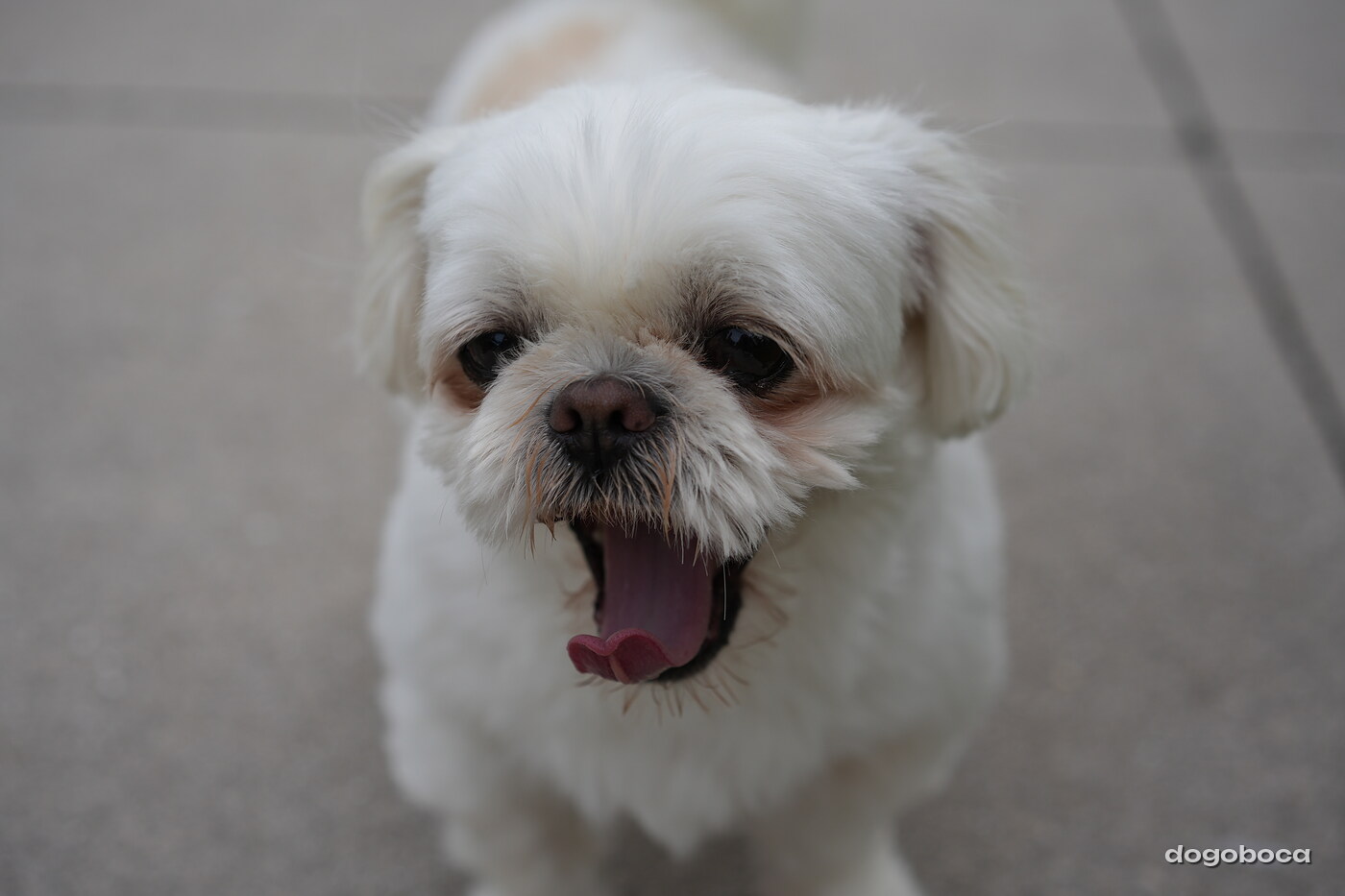 Dog photographed at Mizner Bark Dog Park on September 24, 2026